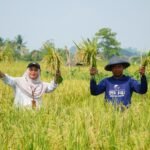 Eko Saputra memamerkan hasil panen padi