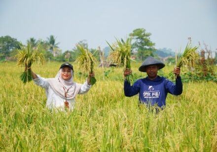 Eko Saputra memamerkan hasil panen padi