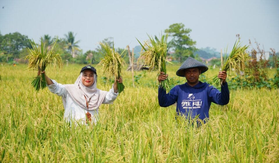 Eko Saputra memamerkan hasil panen padi